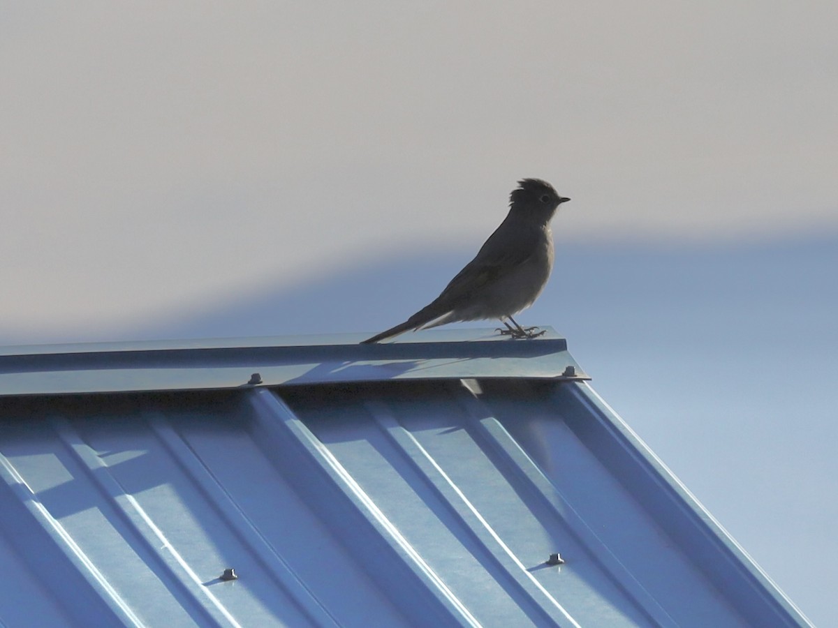 Townsend's Solitaire - ML647138893
