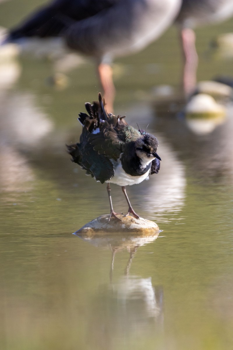 小辮鴴 - ML647138894