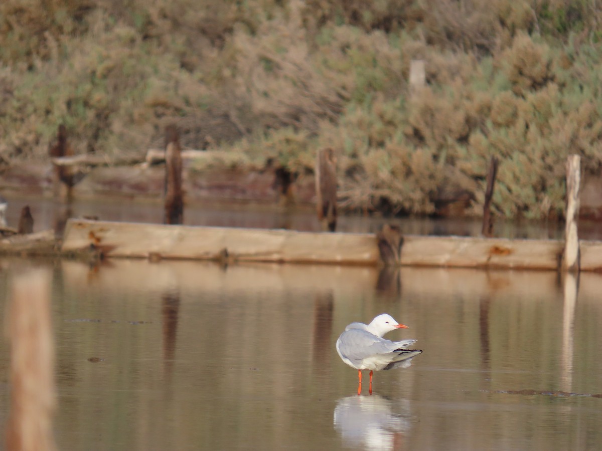 細嘴鷗 - ML647138895