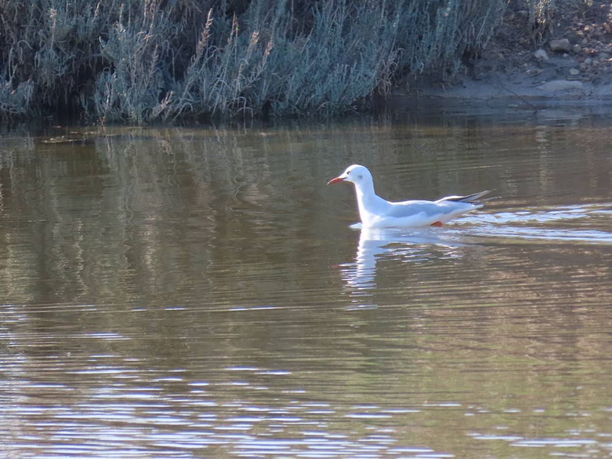 細嘴鷗 - ML647138896