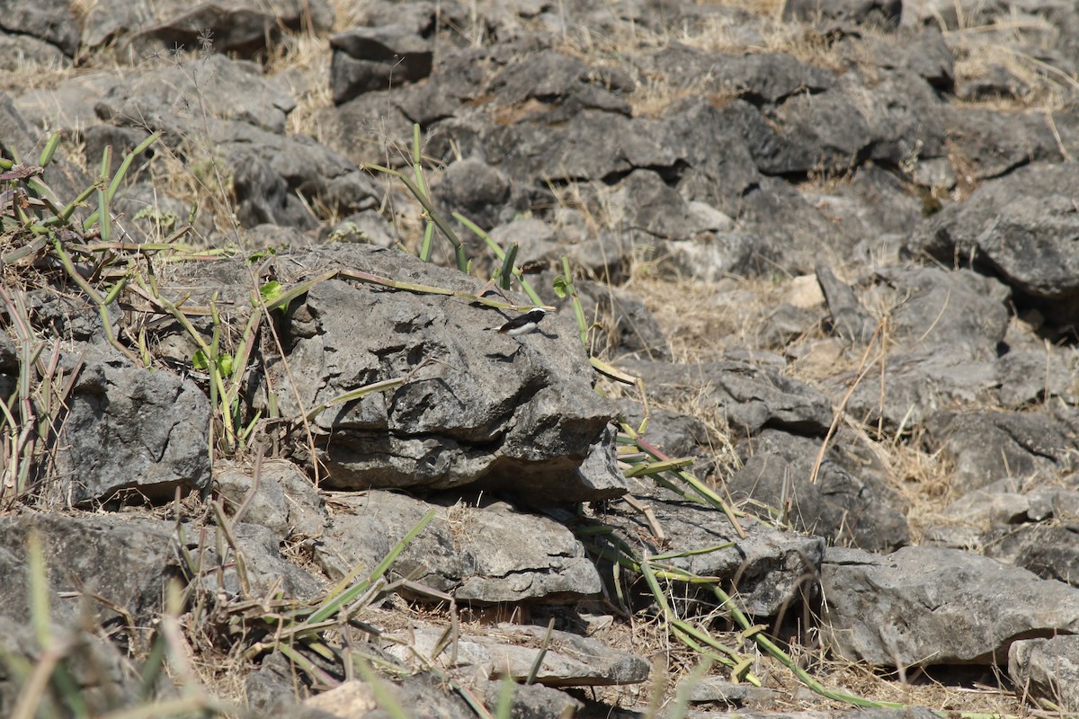 Arabian Wheatear - ML647138900