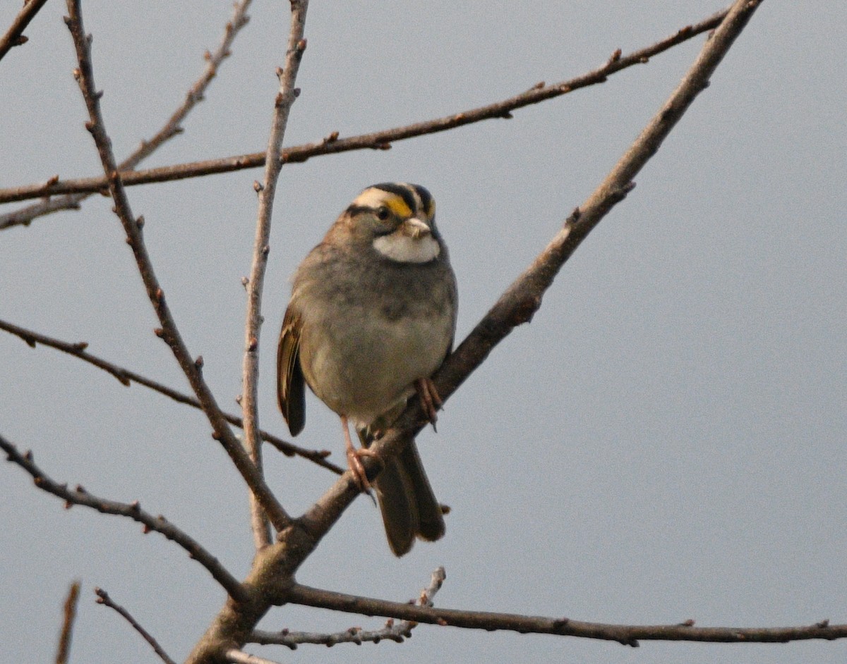 White-throated Sparrow - ML647138901