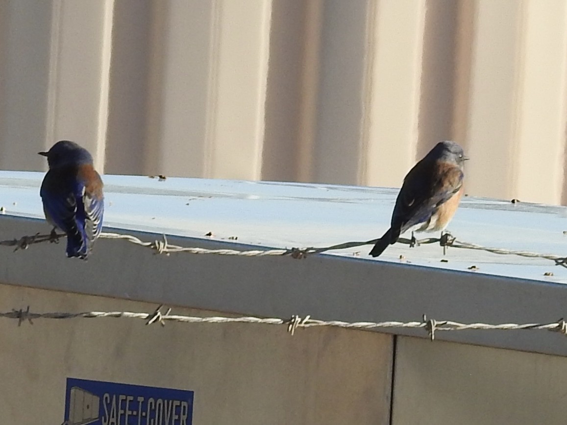 Western Bluebird - ML647138903