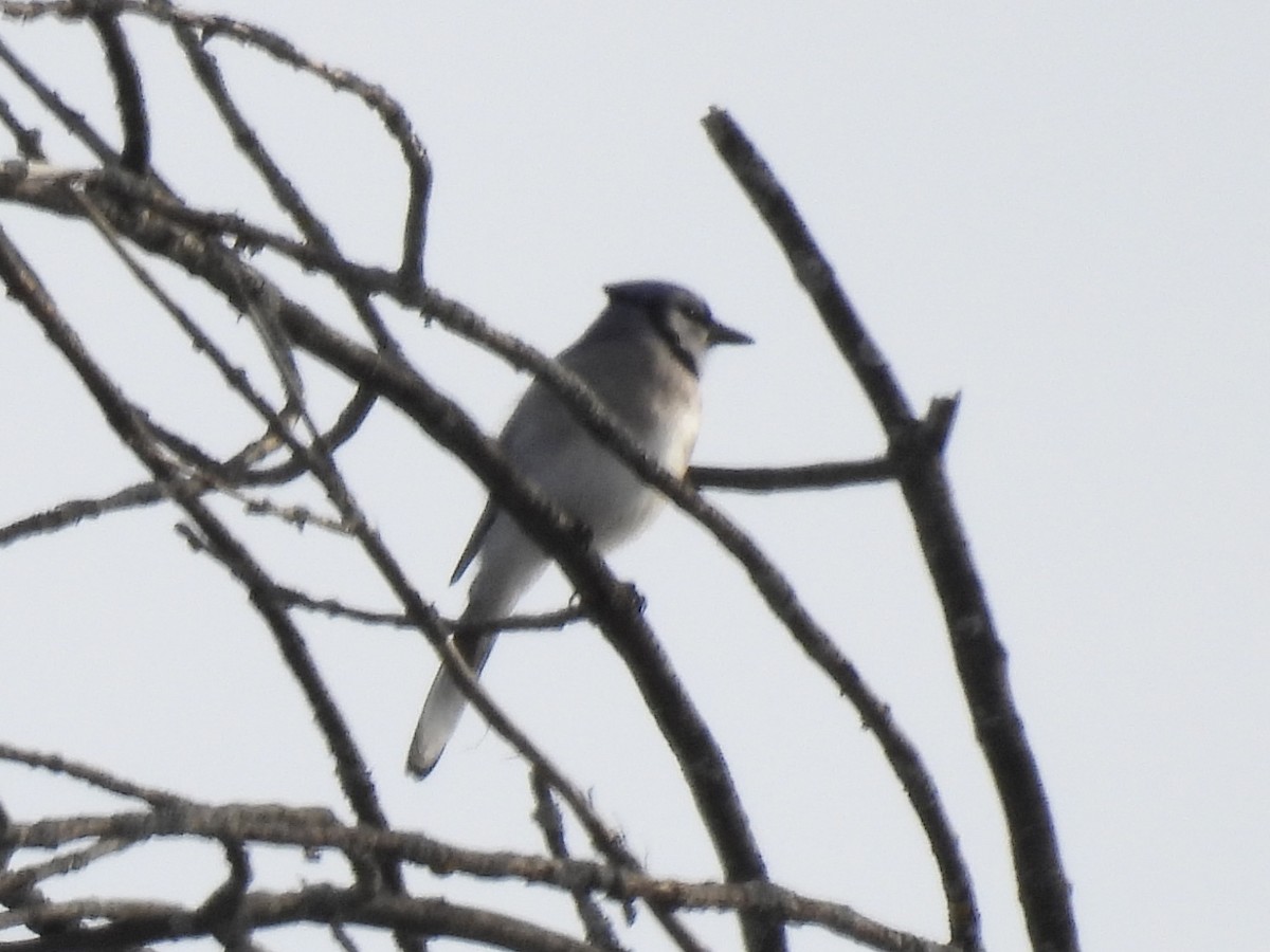 Blue Jay - ML647138904