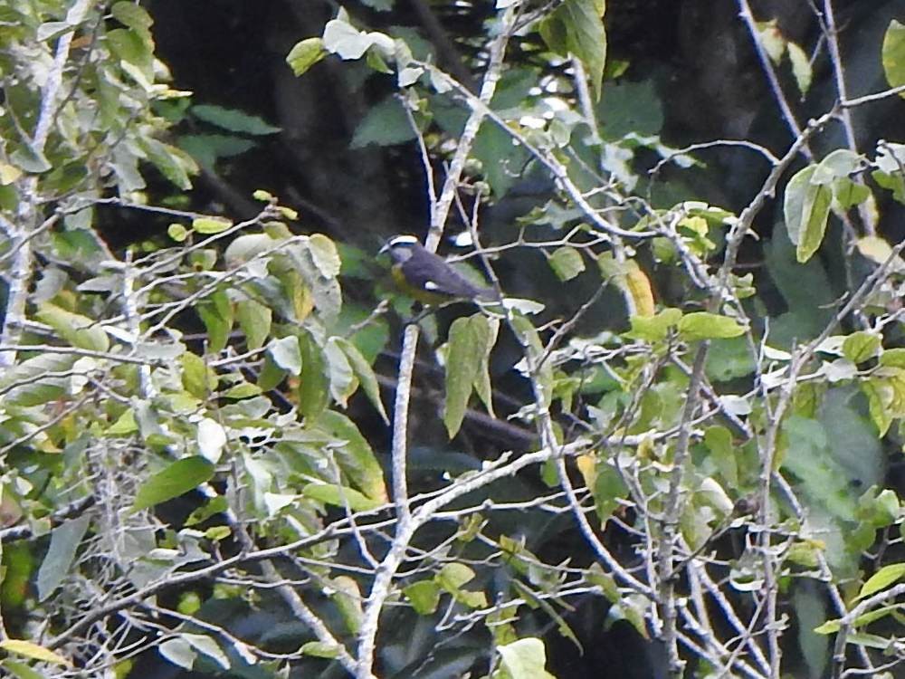 Bananaquit - ML647138905