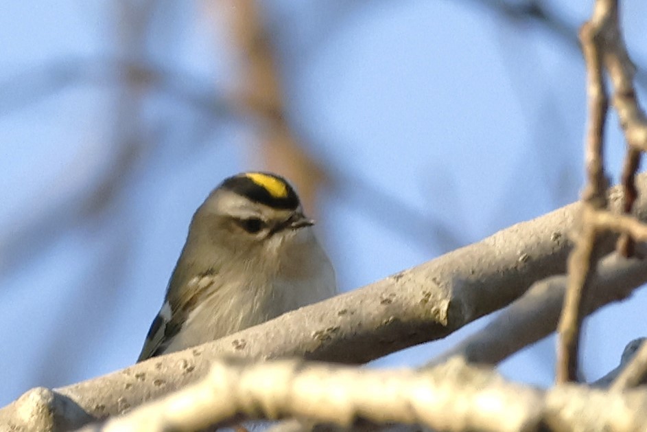 Golden-crowned Kinglet - ML647138906