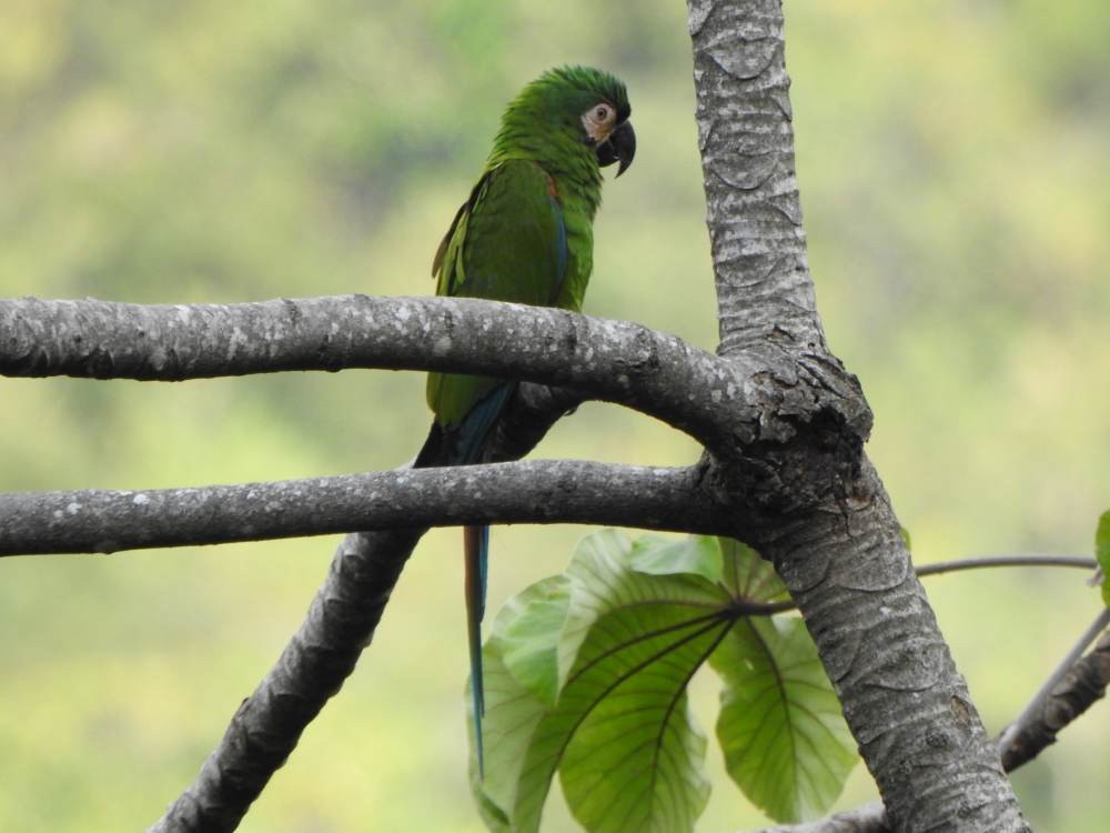 Chestnut-fronted Macaw - ML647138909