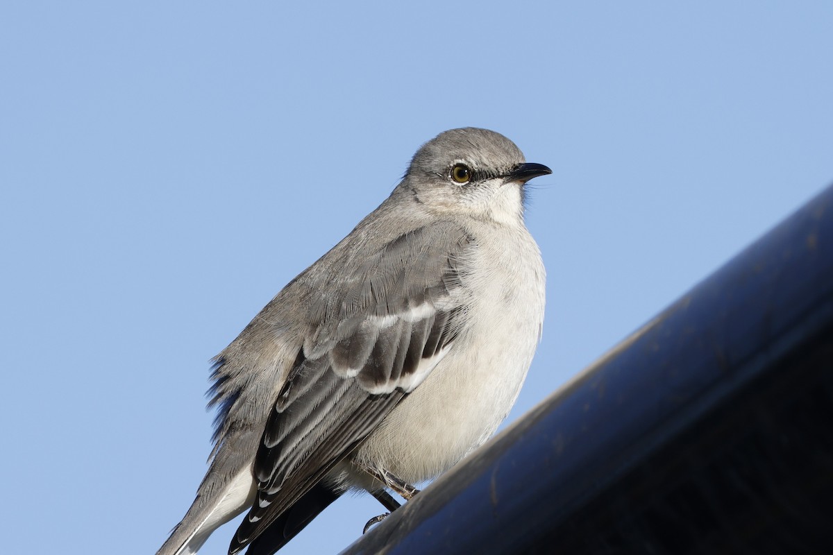 Northern Mockingbird - ML647138910