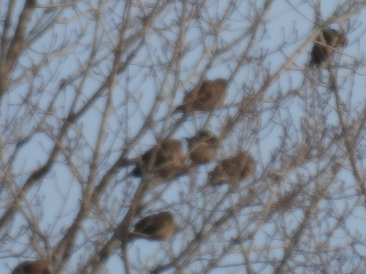 Mourning Dove - ML647138912