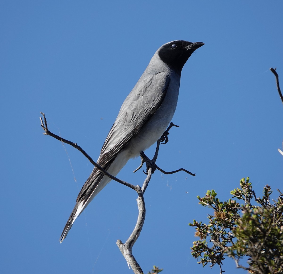 Gray Shrikethrush - ML647138913