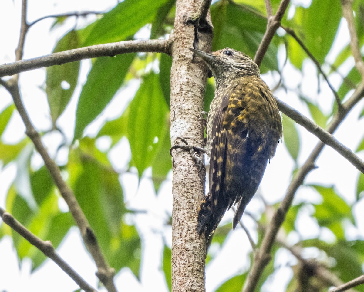 White-spotted Woodpecker - ML647138916