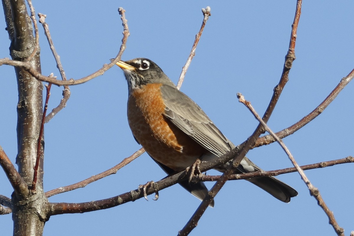 American Robin - ML647138922