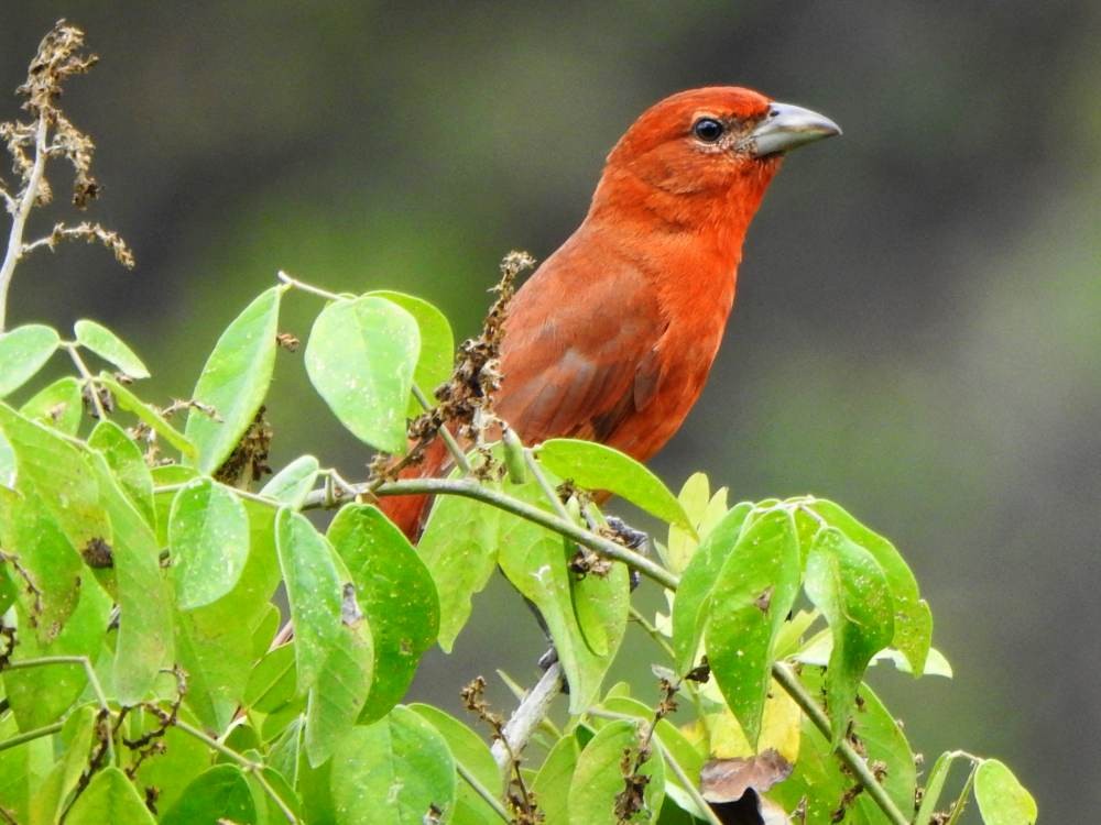 Piranga Bermeja - ML647138931