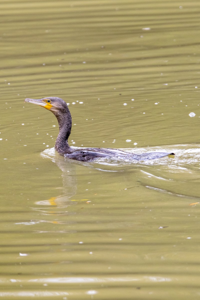 Kormoran - ML647138947