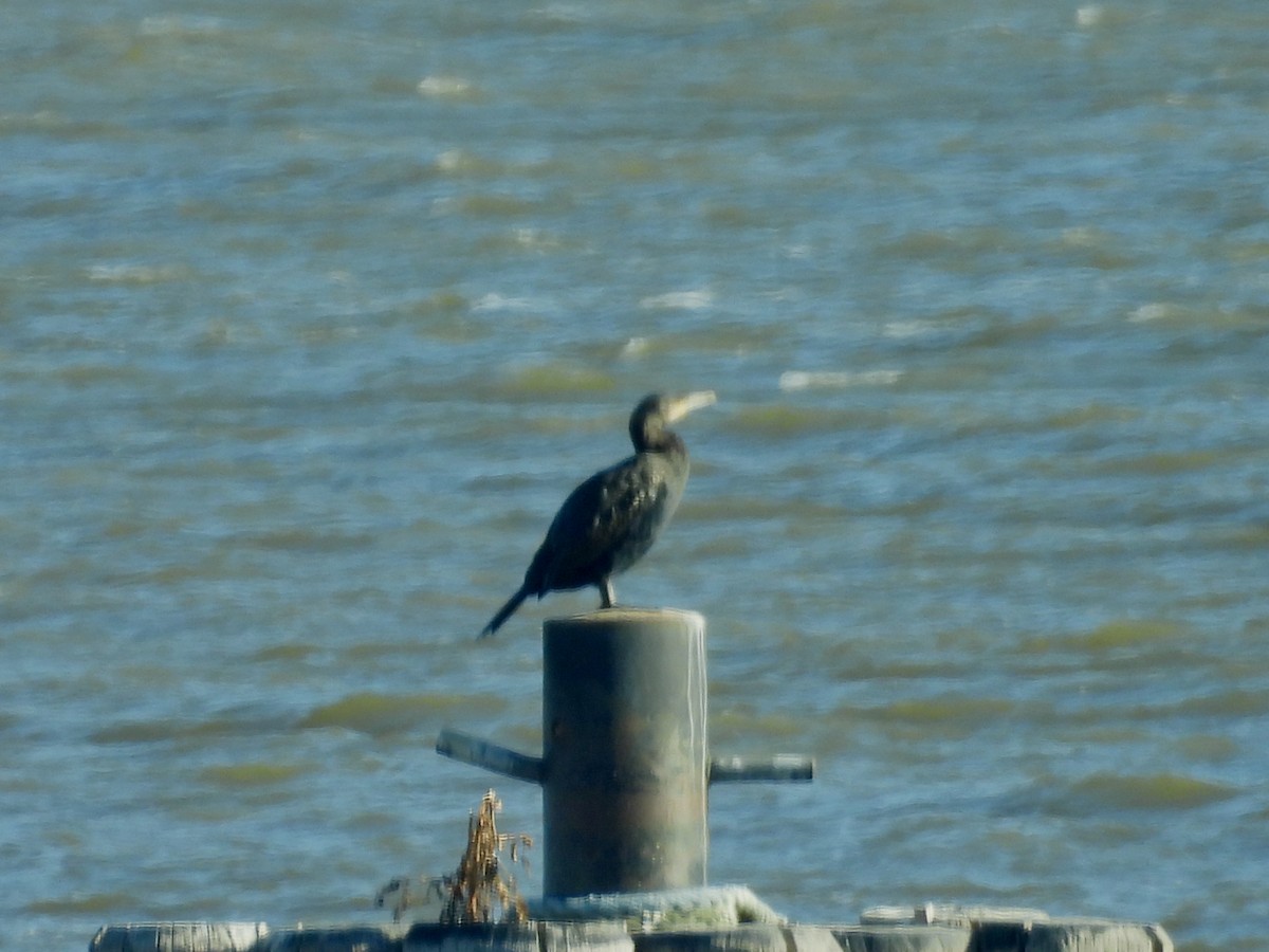 Kormoran - ML647138952