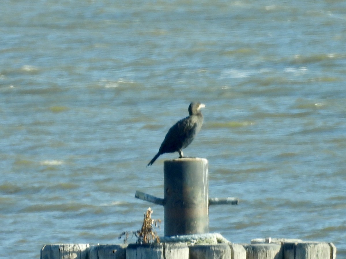 Kormoran - ML647138953