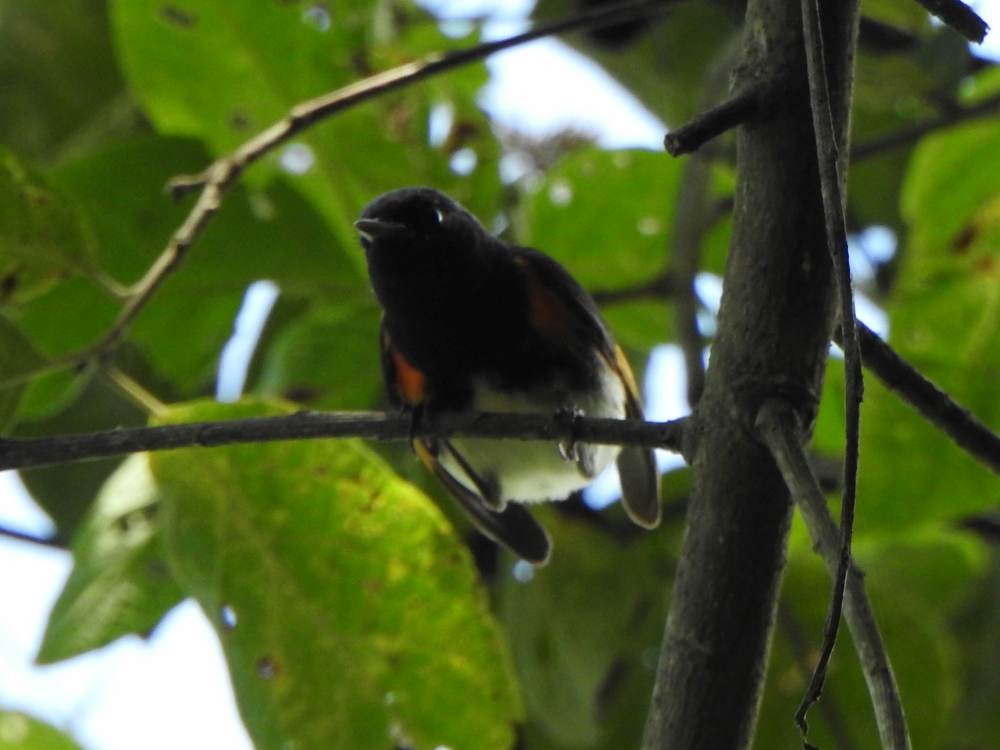 Горихвостковая древесница - ML647138977