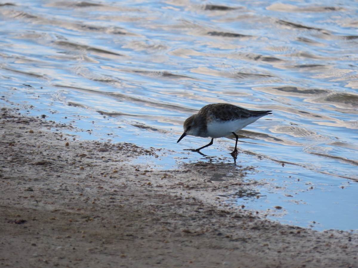 Little Stint - ML647138984
