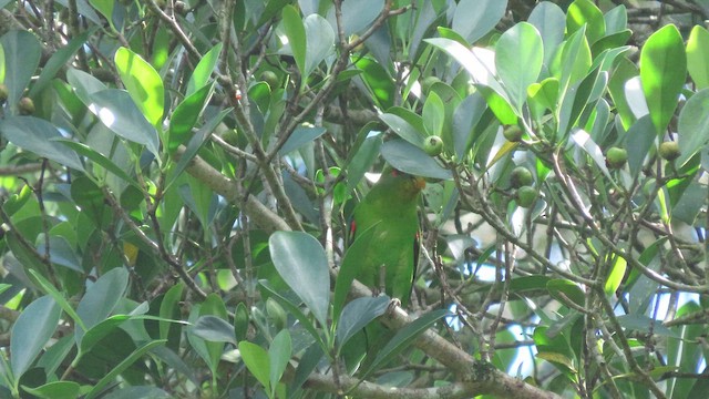 Red-fronted Parrotlet - ML647138985