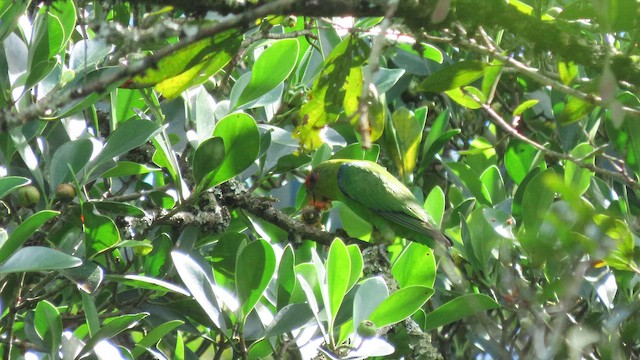 Red-fronted Parrotlet - ML647138992