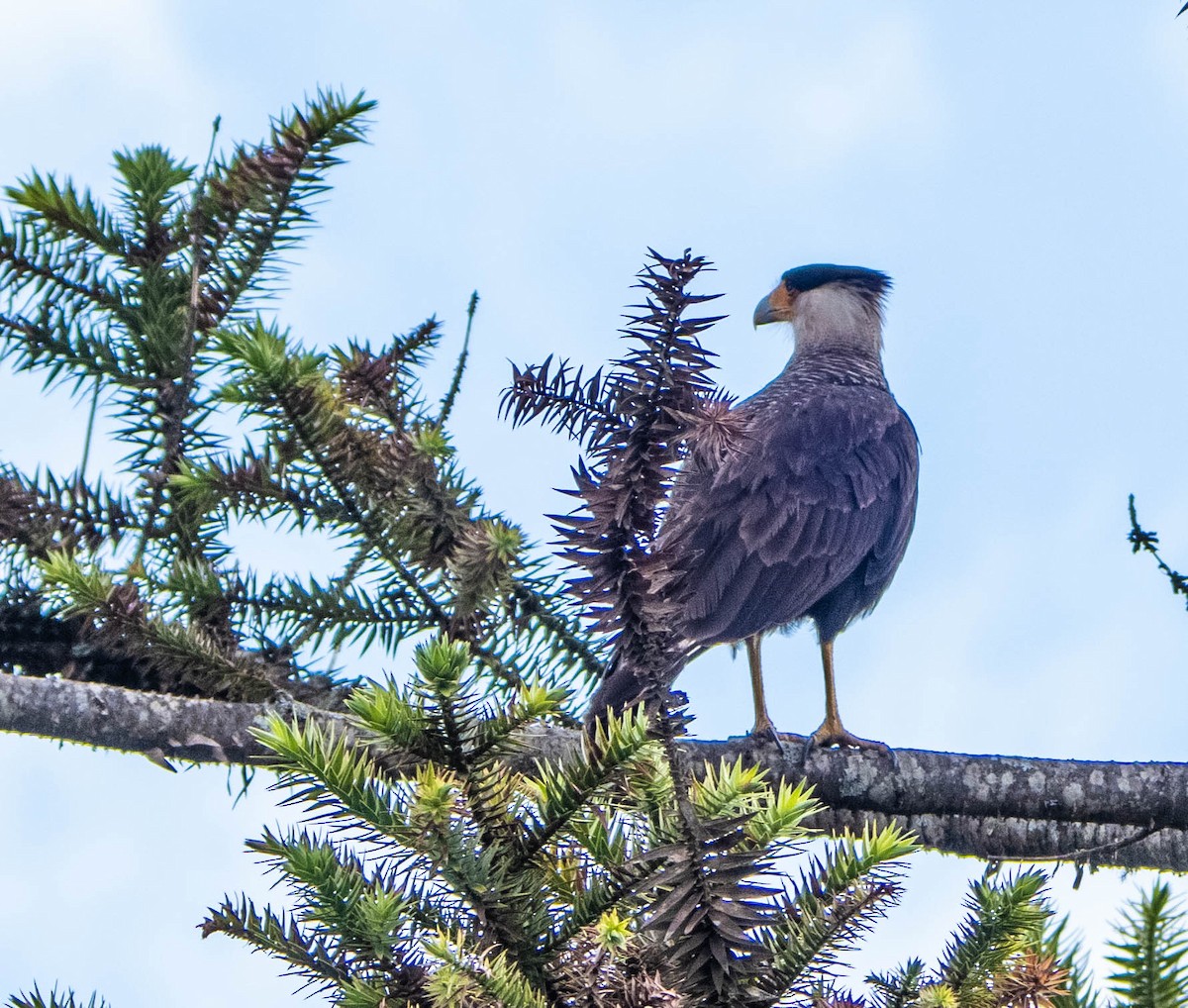 Crested Caracara - ML647138999