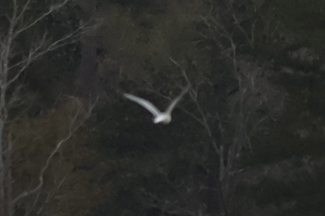 שחף בלתי-מזוהה - ML647139000