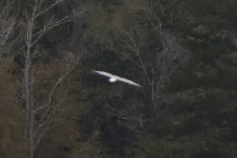 שחף בלתי-מזוהה - ML647139001