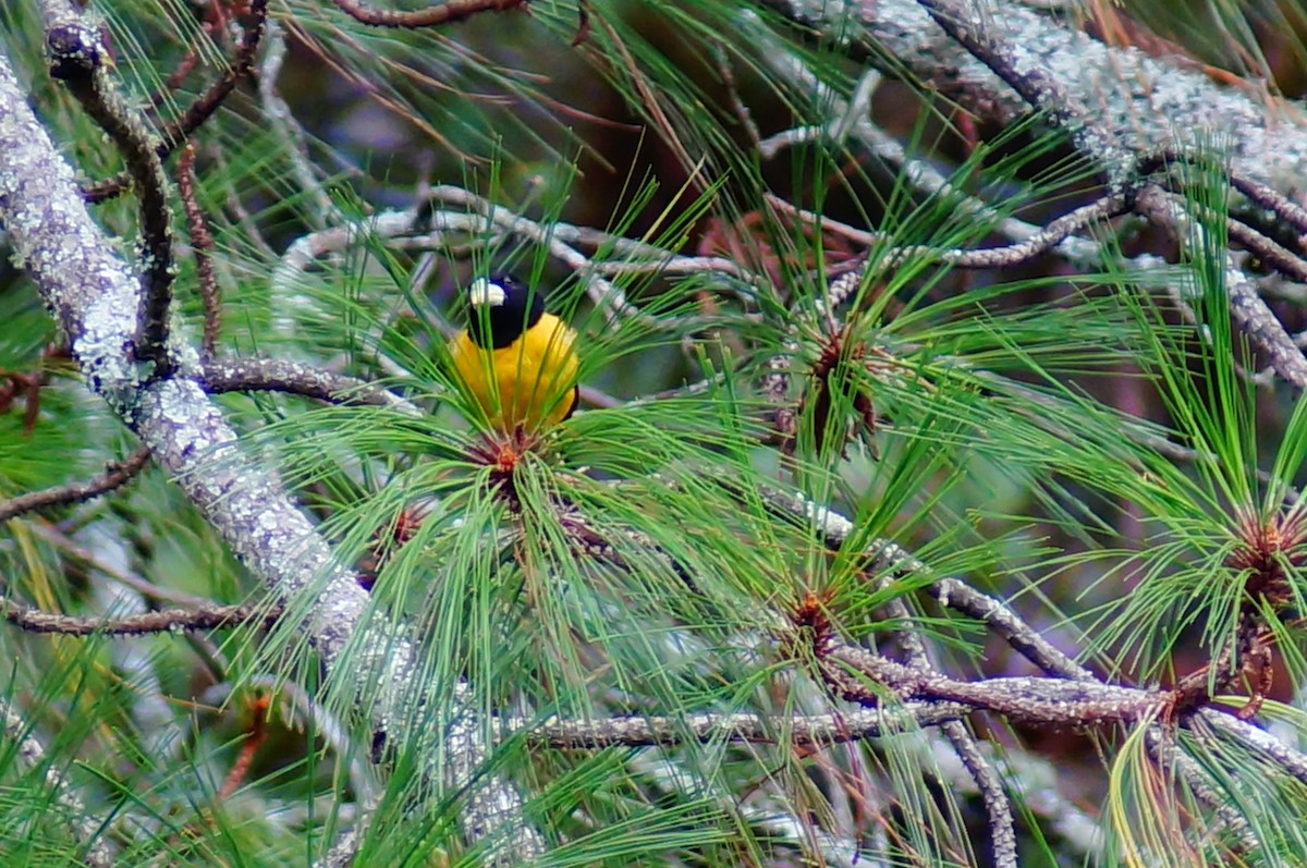 Hooded Grosbeak - ML647139010