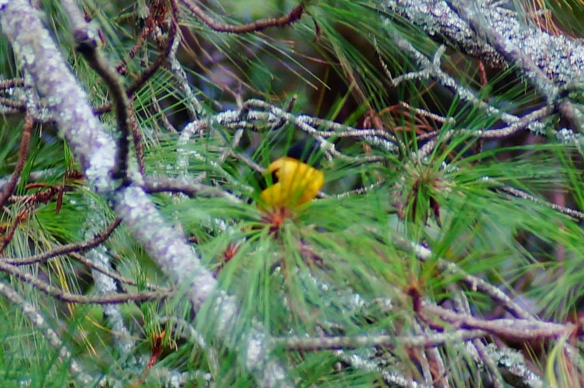 Hooded Grosbeak - ML647139011