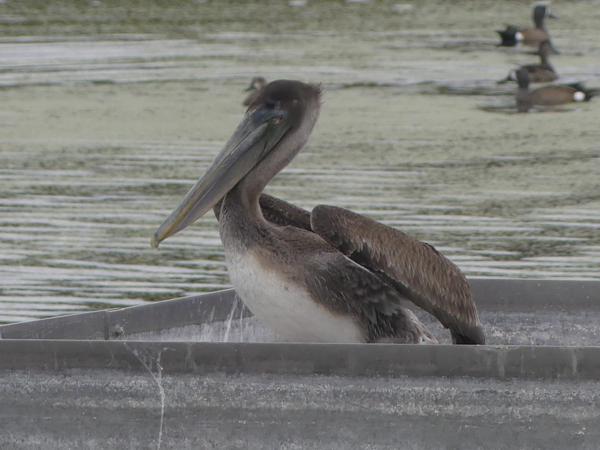 Brown Pelican (Atlantic) - ML647139016