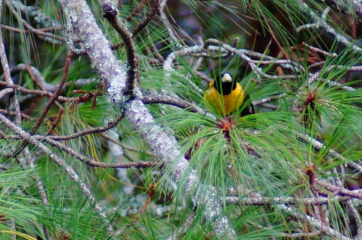 Hooded Grosbeak - ML647139017