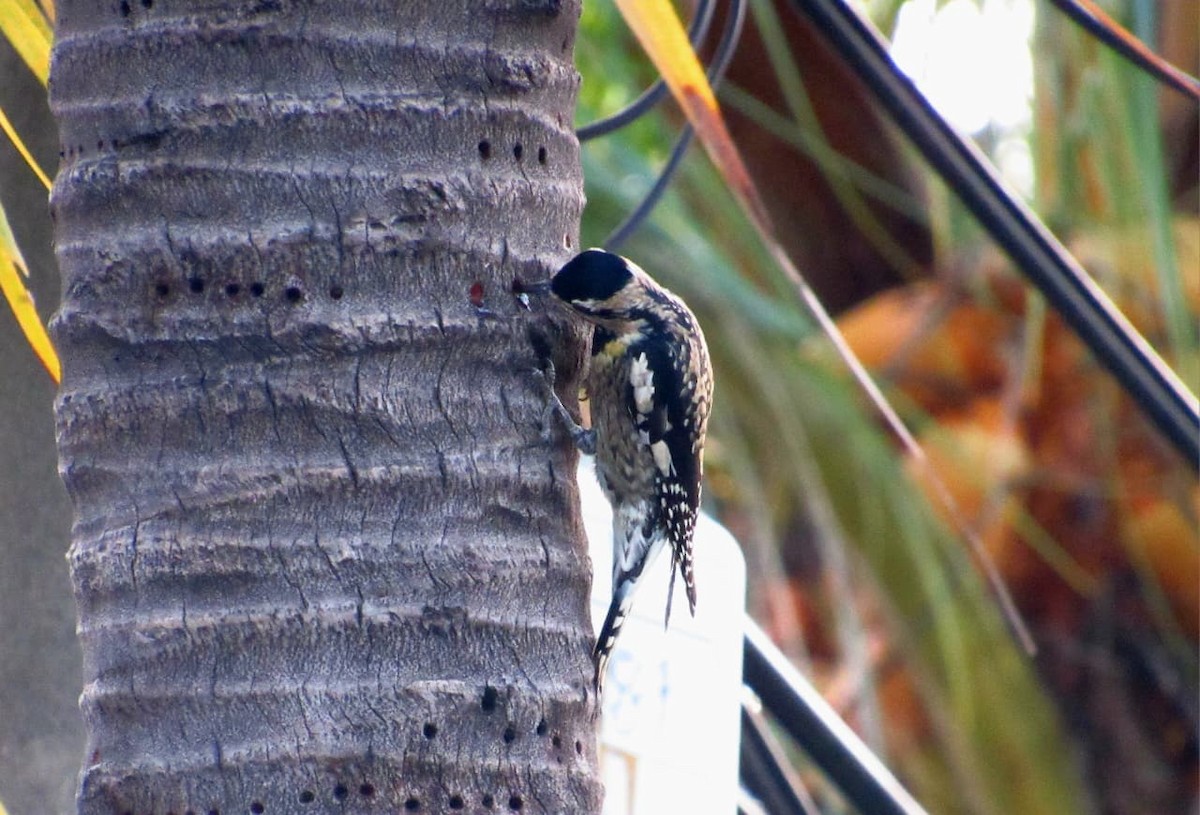 Желтобрюхий дятел-сокоед - ML647139019