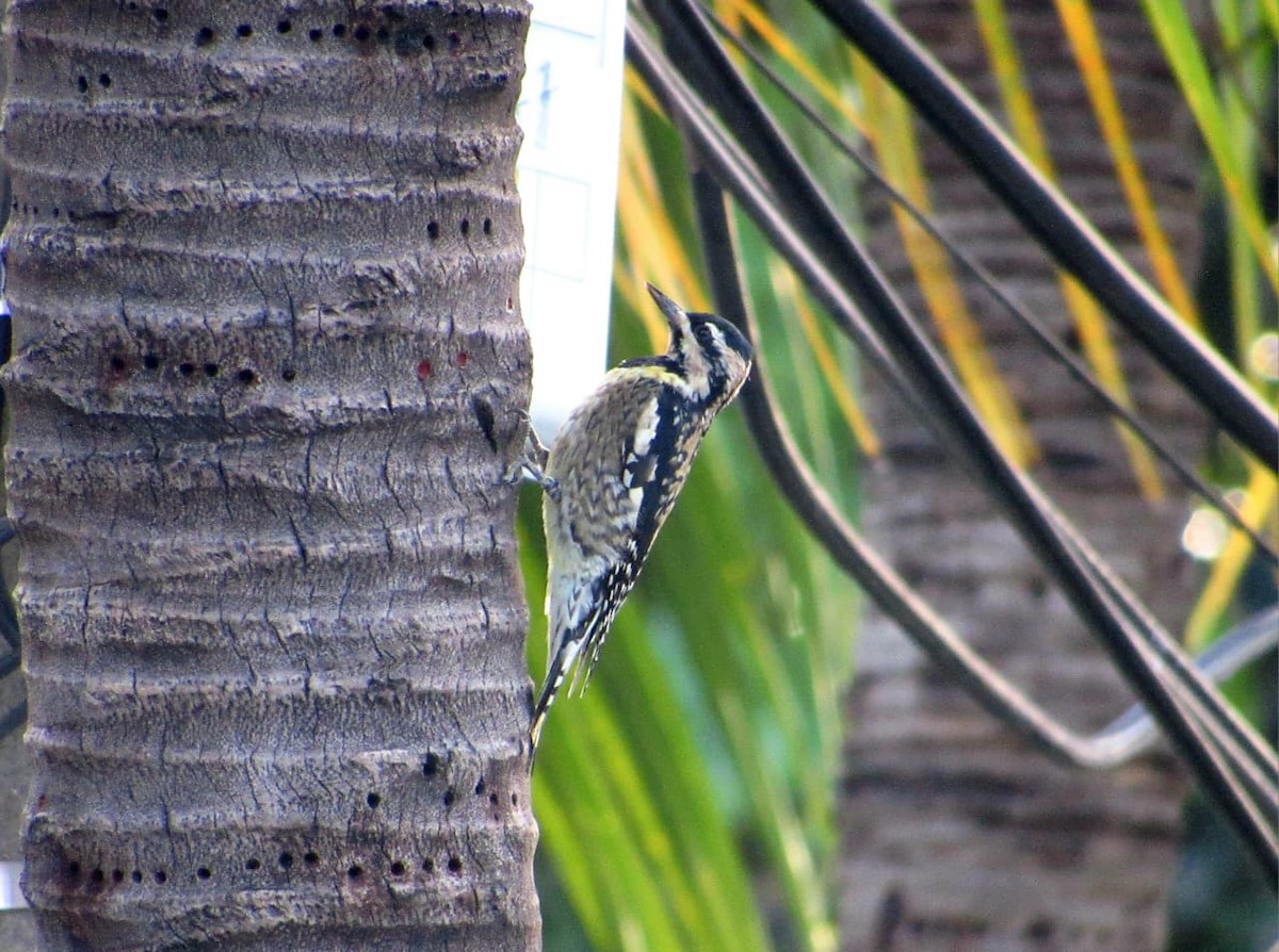 Желтобрюхий дятел-сокоед - ML647139020