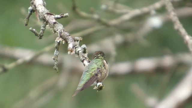 Ruby-throated Hummingbird - ML647139045