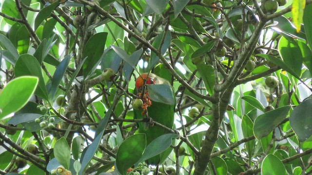 Red-fronted Parrotlet - ML647139049