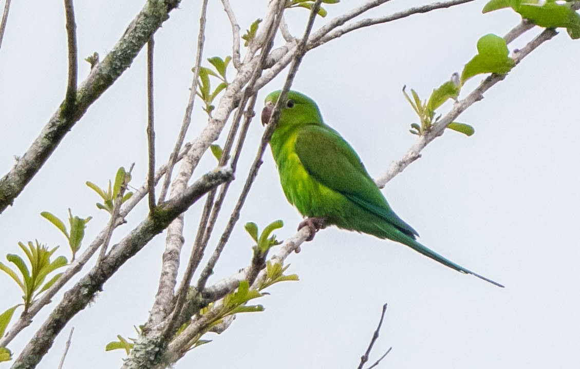 Plain Parakeet - ML647139063