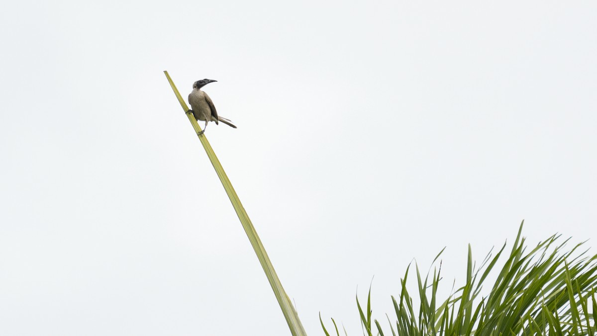 Helmeted Friarbird - ML647139091