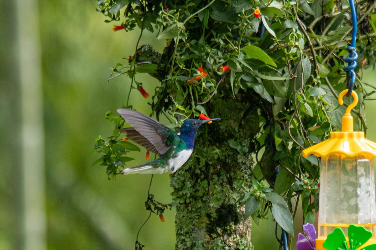 Colibri jacobin - ML647139101