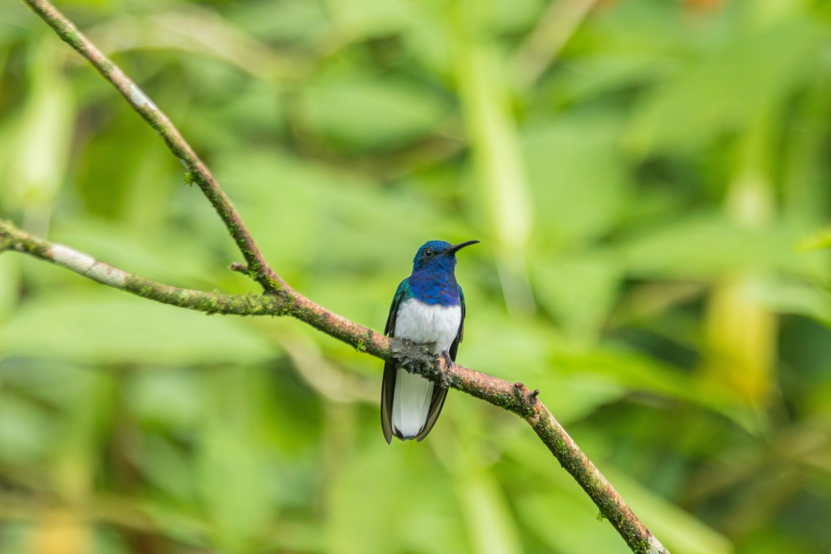 Colibri jacobin - ML647139103