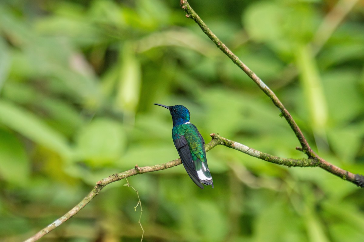 Colibri jacobin - ML647139104