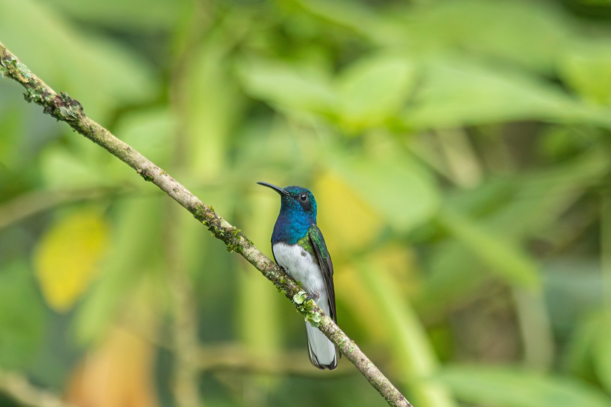 Colibri jacobin - ML647139105