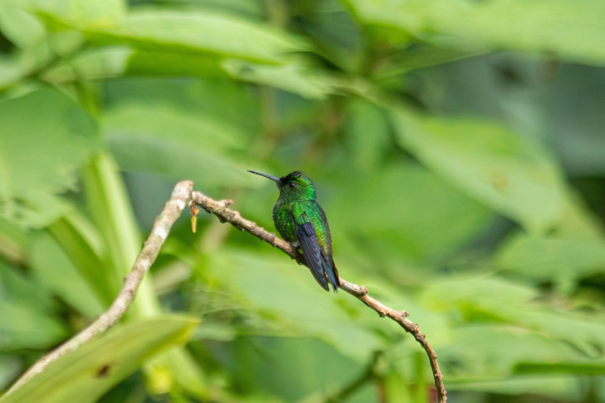 Steely-vented Hummingbird - ML647139111