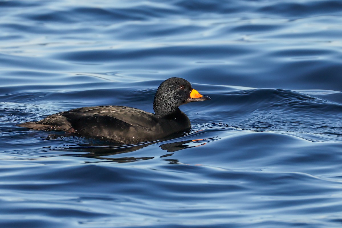 Black Scoter - ML647139115