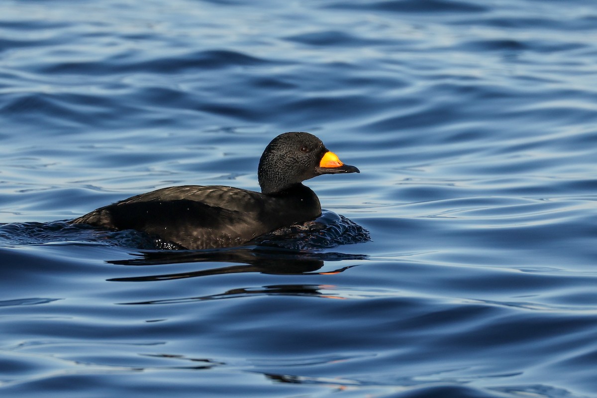 Black Scoter - ML647139116