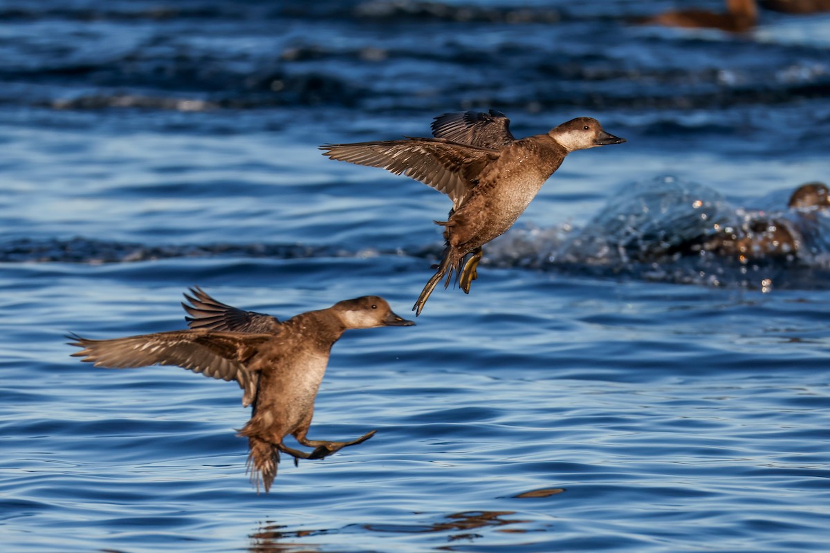 Black Scoter - ML647139117