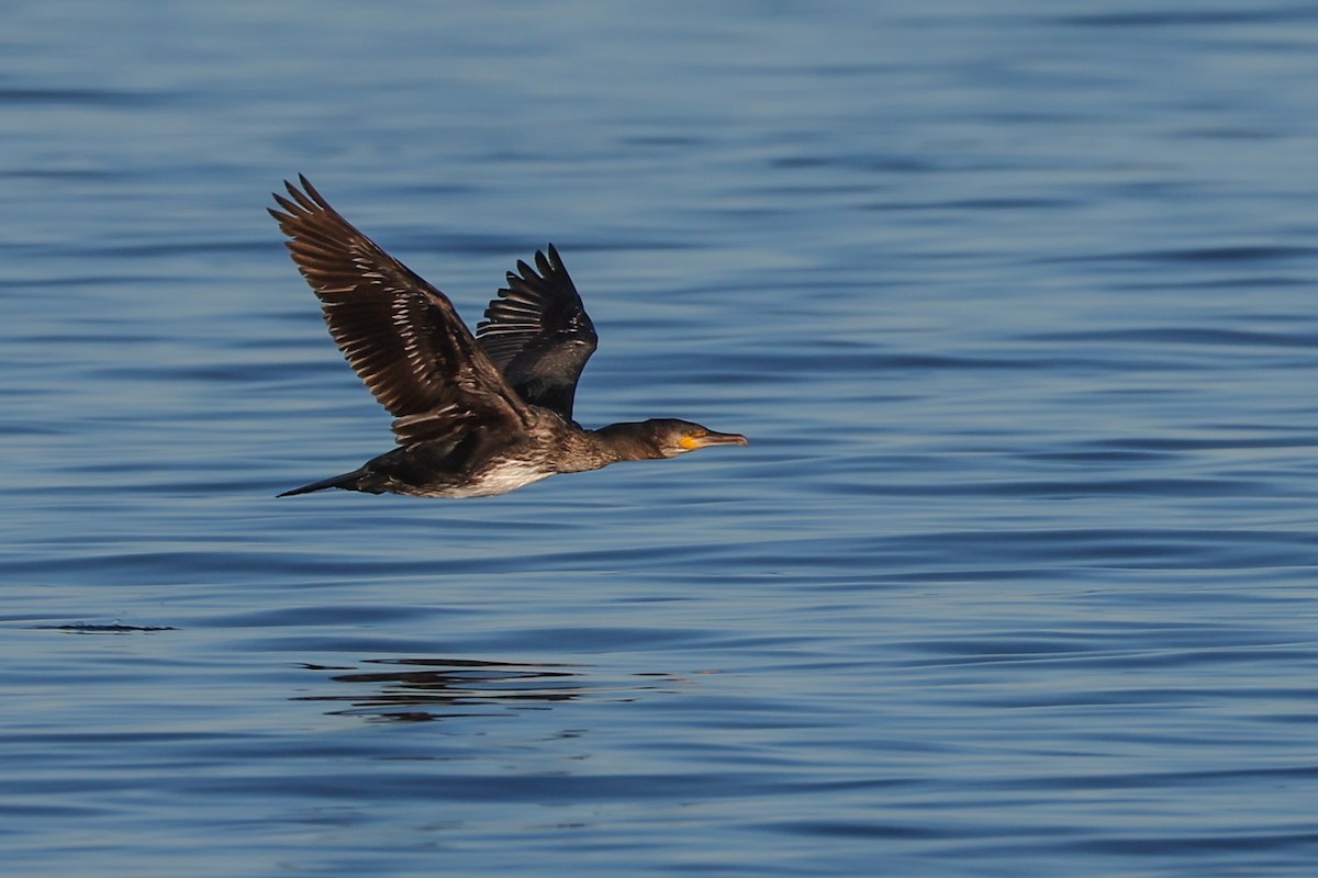 kormorán velký - ML647139141