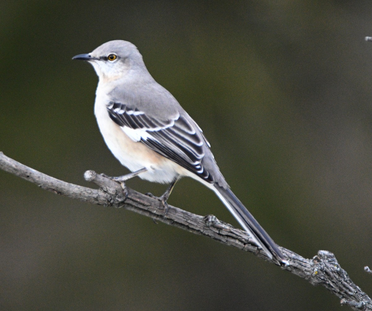 Northern Mockingbird - ML647139143