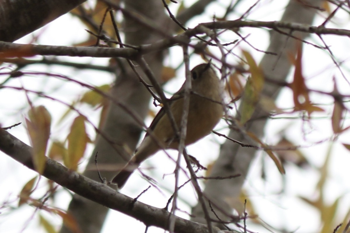 Ruby-crowned Kinglet - ML647139151