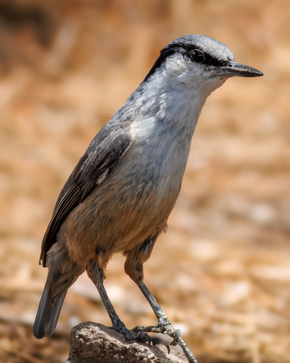 Western Rock Nuthatch - ML647139167