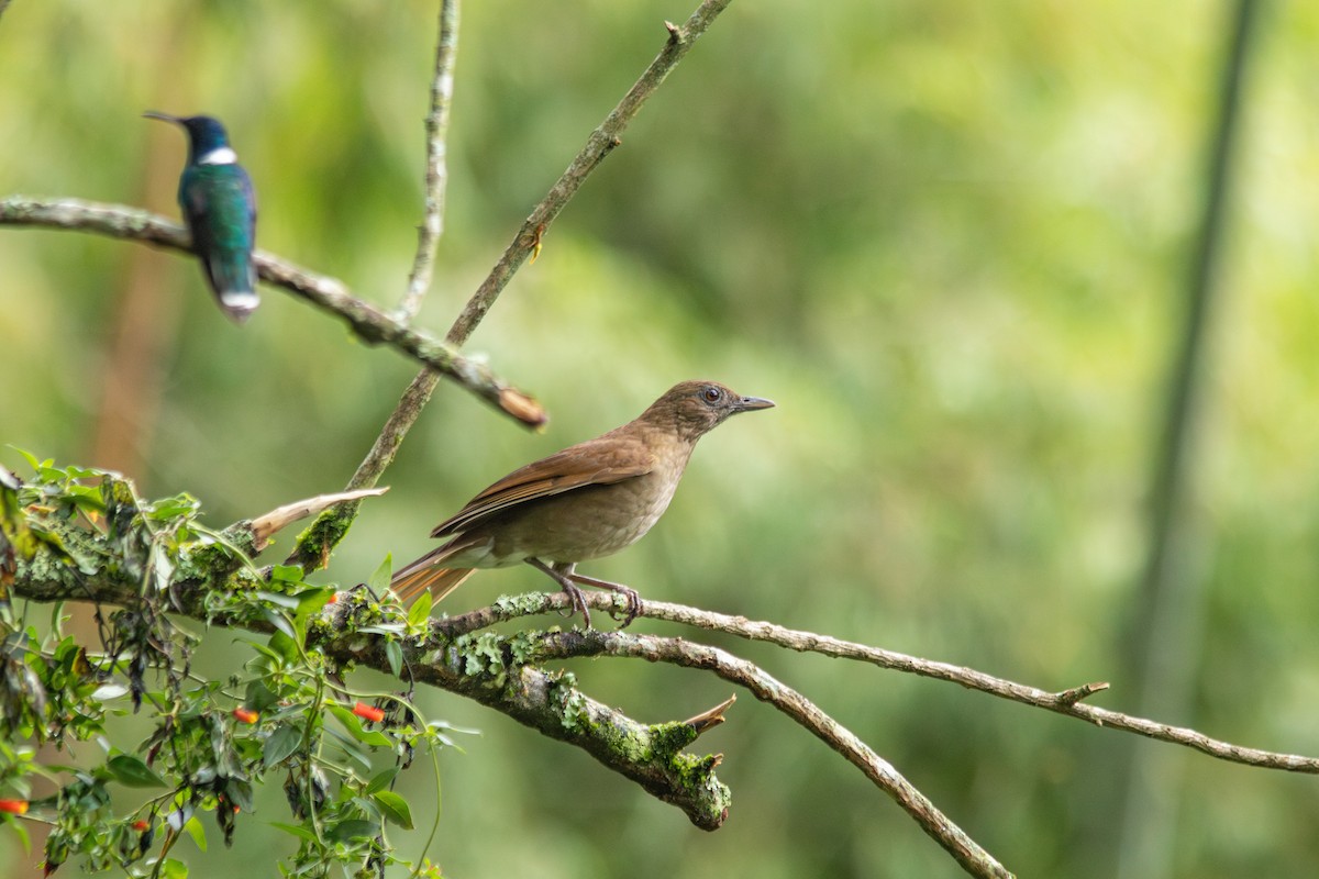 Cocoa Thrush - ML647139199